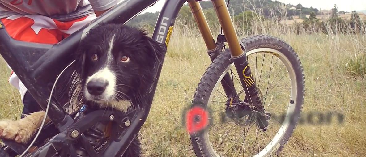 Monta un ahuyentador de perros en su bicicleta y sale a probarlo